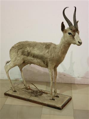 Jagdtrophäe "afrikanische Antilope" - Antiques and art