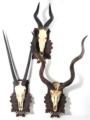 3 afrikanische Jagdtropäen "Antilopen" - Antiques and art