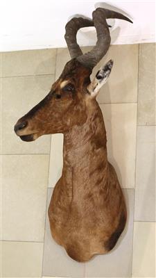 Arikanische Jagdtrophäe, "Hartebeestantilope" - Antiques and art