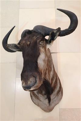 Afrikanische Jagdtrophäe "Gnu" - Arte e antiquariato