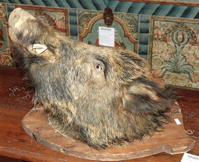 Kopfpräparat eines Wildschweines um 1920 - Letní aukce