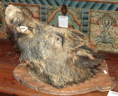 Kopfpräparat eines Wildschweines um 1920 - Antiquariato e Dipinti