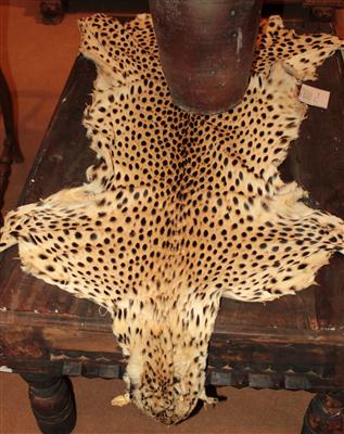 Gegärbtes Gepard-Fell (ACINONYX JUBATUS), - Summer-auction