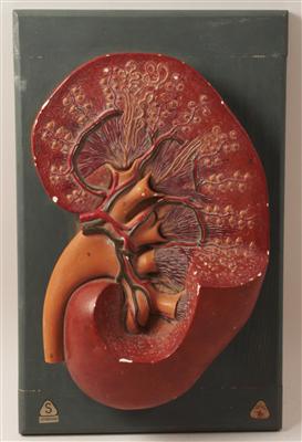 Anatomisches Modell einer Niere - Letní aukce