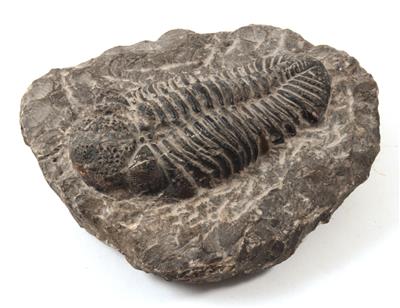 Schwarzer Trilobit - Sommerauktion - Bilder Varia, Antiquitäten, Möbel