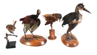 Vier Vogelpräparate - Antiquitäten & Bilder
