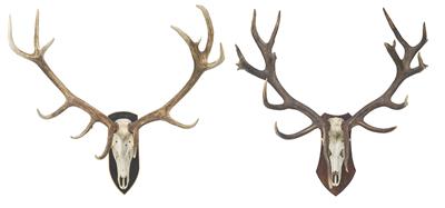 A pair of large deer trophies, - Mobili