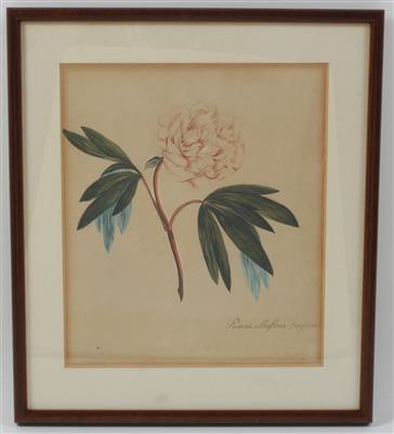 Österreich, Mitte 19. Jahrhundert - Letní aukce