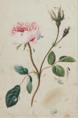 Wiener Blumenmaler, um 1800 - Bilder - Kleinformate