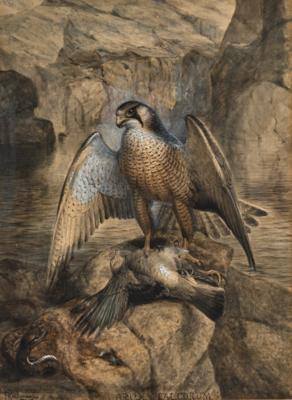 Johannes Gerardus Keulemans - Watercolors