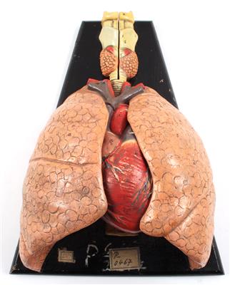 Anatomisches Modell "Herz-Lunge-Kehlkopf" - Historische wissenschaftliche Instrumente, Modelle und Globen