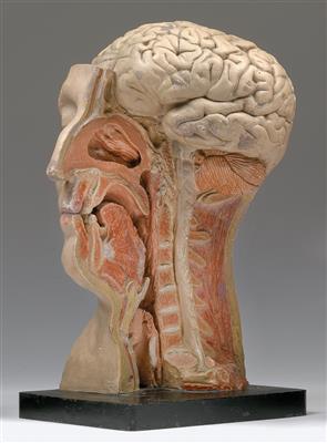 Anatomisches Modell vom Kopf - Historische wissenschaftliche Instrumente, Modelle und Globen