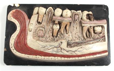 Anatomisches Modell des menschlichen Kiefers - Historische wissenschaftliche Instrumente, Modelle und Globen