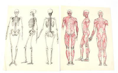 30 anatomische Skizzen - Historische wissenschaftliche Instrumente, Modelle und Globen