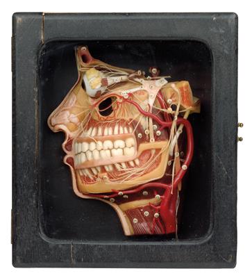 Anatomisches Wachsmodell des menschlichen Kopfes - Historische wissenschaftliche Instrumente, Modelle und Globen