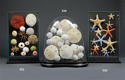 A 20th century sea Urchin Diorama - Historické vědecké přístroje a globusy