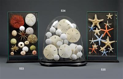 A 20th century sea Urchin Diorama - Antique Scientific Instruments and Globes