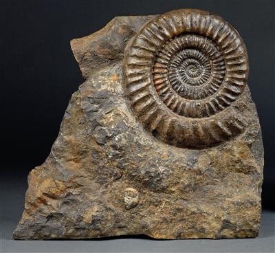 A fossil Ammonite - Strumenti scientifici e globi d'epoca