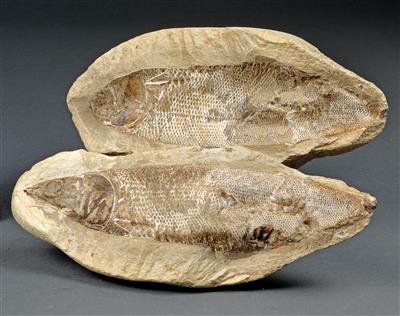 A fossil Fish - Historické vědecké přístroje a globusy