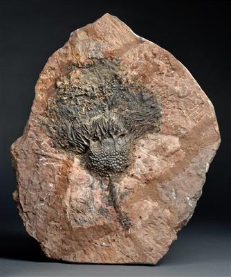 A large fossil Water-Lily plate - Historické vědecké přístroje a globusy