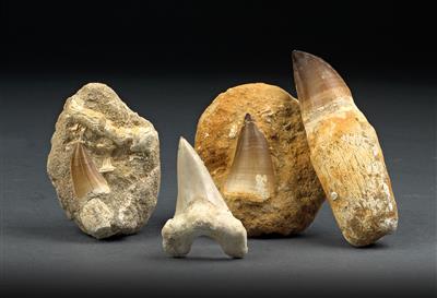 A collection of fossile dinosaur teeth - Historické vědecké přístroje a globusy