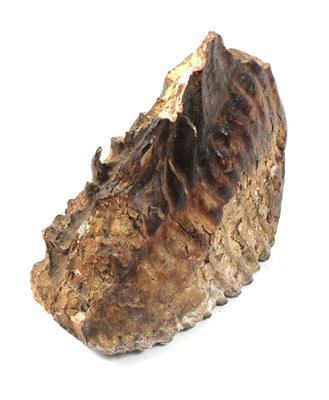 A mammoth Molar - Historické vědecké přístroje a globusy