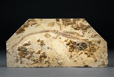 A fossile Mesosaurus brasiliensis - Strumenti scientifici e globi d'epoca