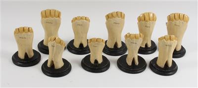 Ten c. 1900 horse teeth Models - Antique Scientific Instruments and Globes