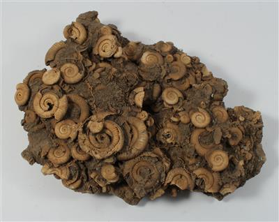 Ammonites - Historické vědecké přístroje a globusy, fotoaparáty