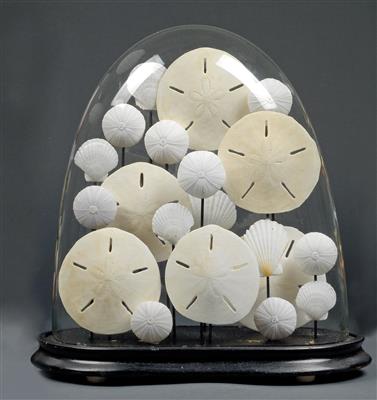 A 20th century sea Urchin Diorama - Antique Scientific Instruments and Globes, Cameras