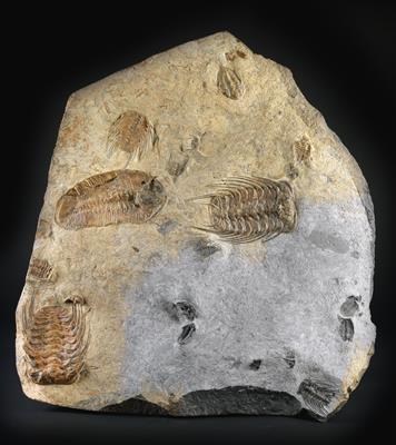 A Trilobite Plate - Strumenti scientifici e globi d'epoca, macchine fotografiche