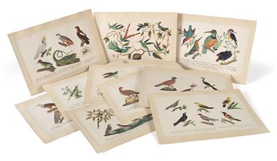 19 Watercolors showing birds and plants - Antique Scientific Instruments and Globes