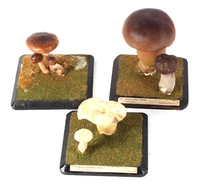 Three c. 1900 Mushroom Models - Antique Scientific Instruments and Globes