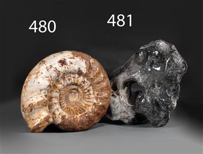 A large fossil Ammonite - Historische wissenschaftliche Instrumente und Globen - Klassische Fotoapparate und Zubehör