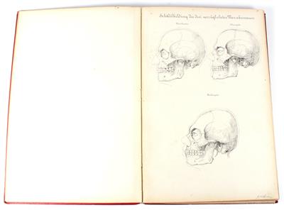 Atlas of Anatomy - Antique Scientific Instruments and Globes