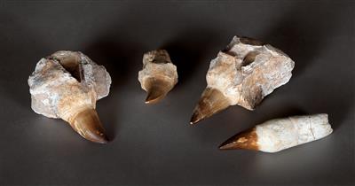 A collection of fossil dinosaur teeth - Strumenti scientifici e globi d'epoca