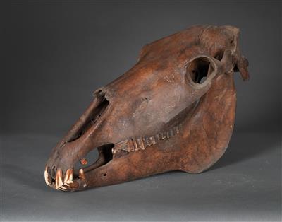 A medieval Horse Skull - Historische wissenschaftliche Instrumente und Globen - Klassische Fotoapparate und Zubehör