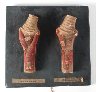 A Model showing the Crow’s Voice muscles - Strumenti scientifici e globi d'epoca