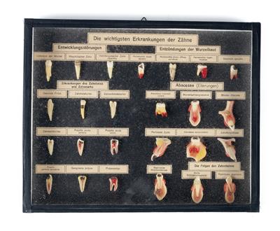 A c. 1900 dental display box - Strumenti scientifici e globi d'epoca