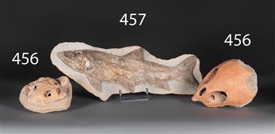 Two fossil Turtle Skulls - Historische wissenschaftliche Instrumente und Globen - Klassische Fotoapparate und Zubehör