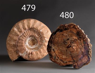 Fossiler Ammonit - Historische wissenschaftliche Instrumente und Globen - Klassische Fotoapparate und Zubehör