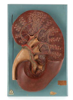 A c. 1930 Kidney anatomical Model - Strumenti scientifici e globi d'epoca - Macchine fotografiche