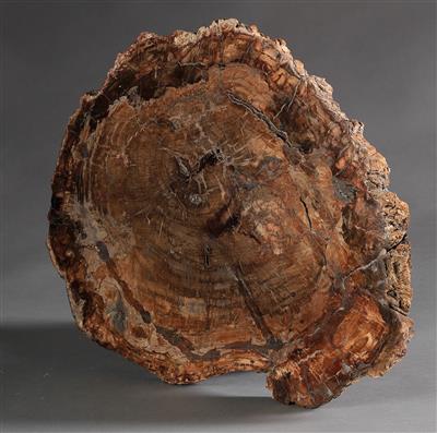 A petrified Wood - Strumenti scientifici e globi d'epoca - Macchine fotografiche