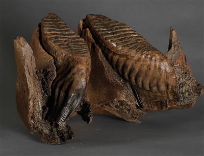 A part of a Mammoth Underjaw with two Teeth - Strumenti scientifici e globi d'epoca - Macchine fotografiche