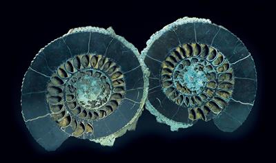 Fossiler Ammonit, pyritisiert - Historische wissenschaftliche Instrumente, Globen und Fotoapparate