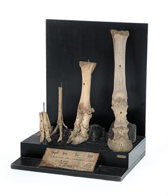 Four hoof & bone Models - Antique Scientific Instruments, Globes and Cameras