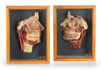 Two c. 1920 anatomical Wax Models - Strumenti scientifici, globi d'epoca e macchine fotografiche