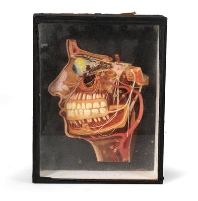 Anatomisches Wachsmodell des menschl. Kopfes - Historische wissenschaftliche Instrumente, Globen und Fotoapparate