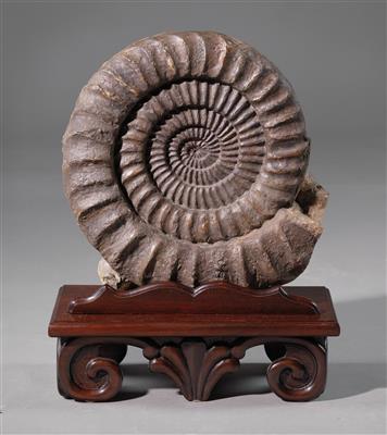 An Ammonite - Antique Scientific Instruments, Globes and Cameras
