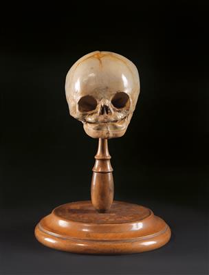 A Human Embryo Skull model - Historické vědecké přístroje, globusy a fotoaparáty